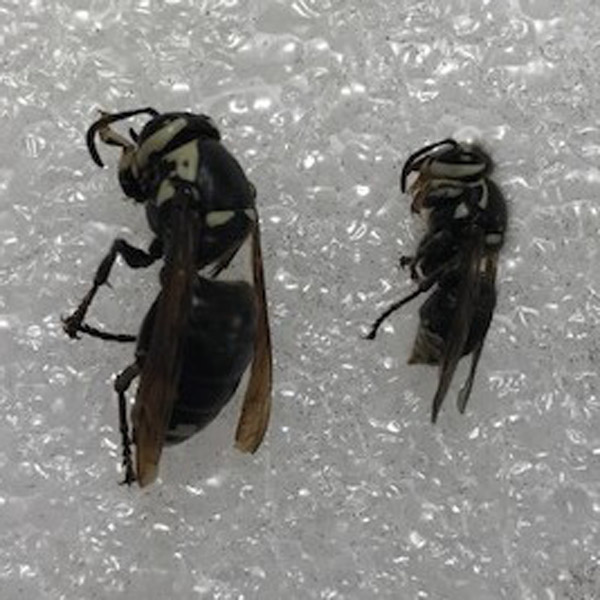 bald-faced hornets